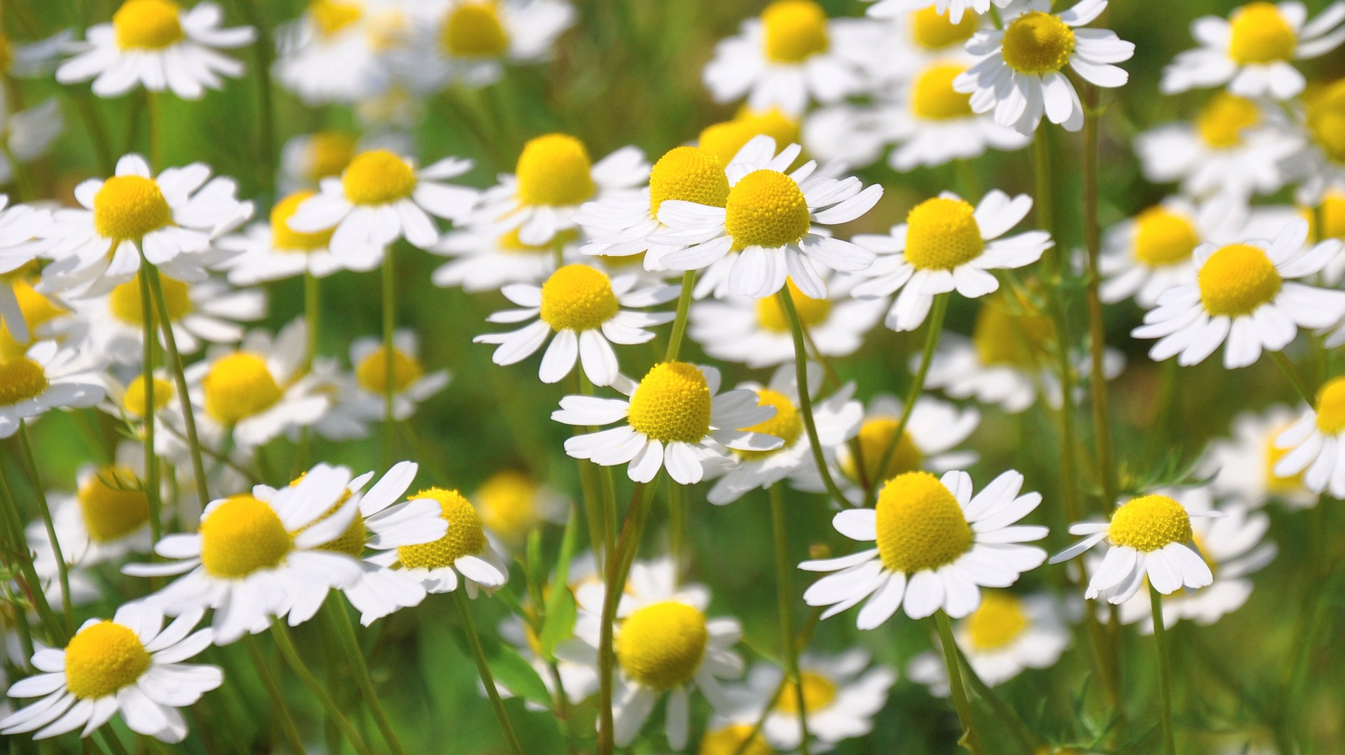 Chamomile flower - Image 2