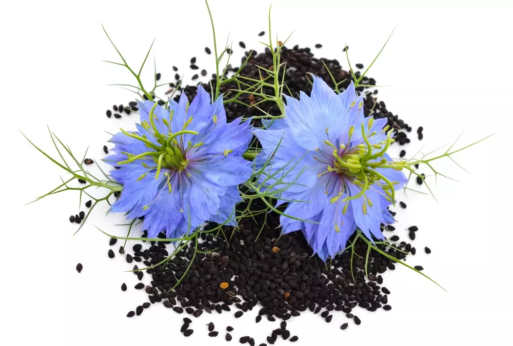 Nigella sativa - Image 2